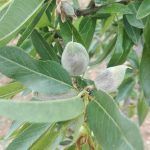 alimentos naturales almendras